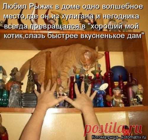 Очередная котоматрица / Болталка / Юмор
