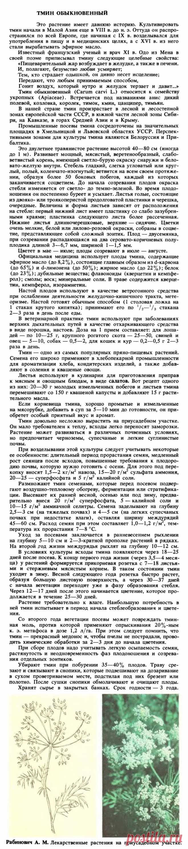 Тмин обыкновенный