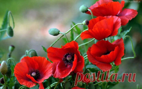 Дивные цветы