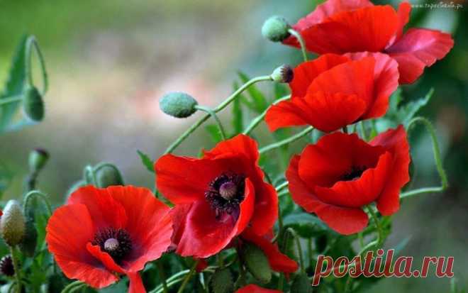 Дивные цветы