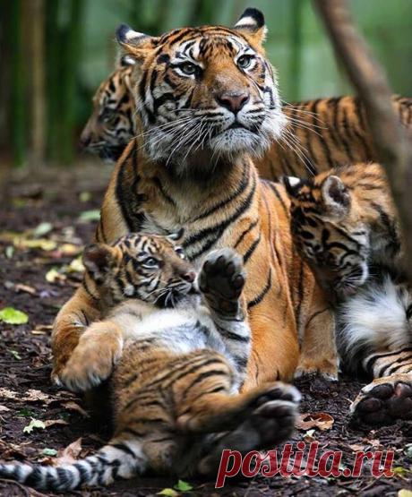 Planet Tiger - Planet Tiger добавил(-а) новое фото.