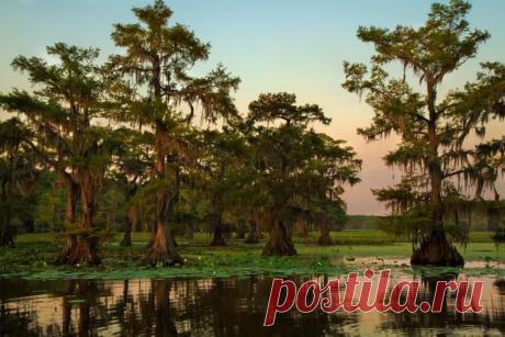 Долина кипарисов в Техасе | ТАЙНЫ ПЛАНЕТЫ ЗЕМЛЯ