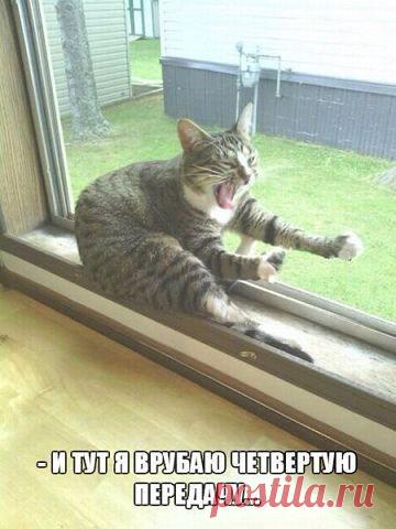 Без кота и жизнь не та... | Кому за пятьдесят