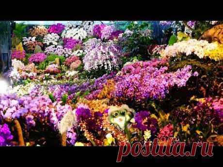 2015台灣國際蘭展-蘭花7大主題景觀  2015 Taiwan International Orchid Show