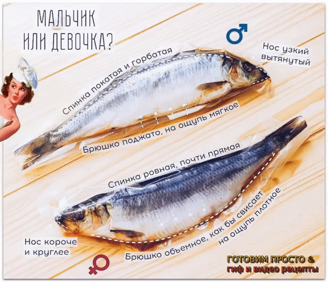 Как определить пол селёдки? Вот это да! А вы знали?