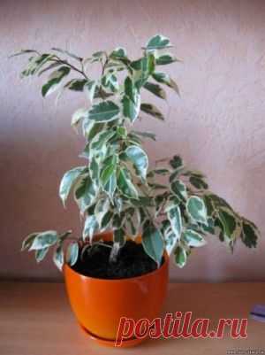 ТОП-10 комнатных растений для лентяйки - "Хитрости Жизни" - 453luba@mail.ru - Почта Mail.Ru