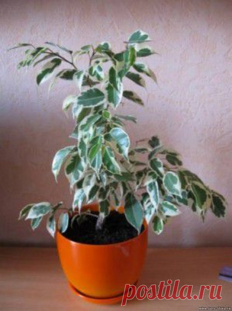 ТОП-10 комнатных растений для лентяйки - &quot;Хитрости Жизни&quot; - 453luba@mail.ru - Почта Mail.Ru