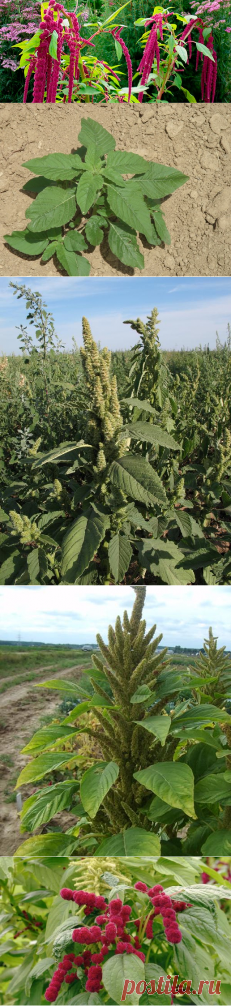 Растение долгожителей, амарант на клумбе и для кухни — 6 соток