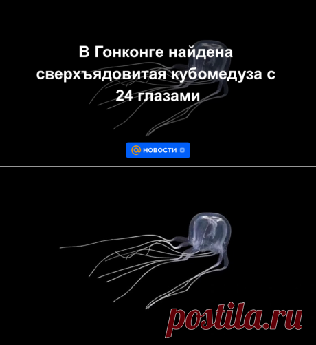 В Гонконге найдена сверхъядовитая кубомедуза с 24 глазами | 20 апреля 2023 - Новости Mail.ru