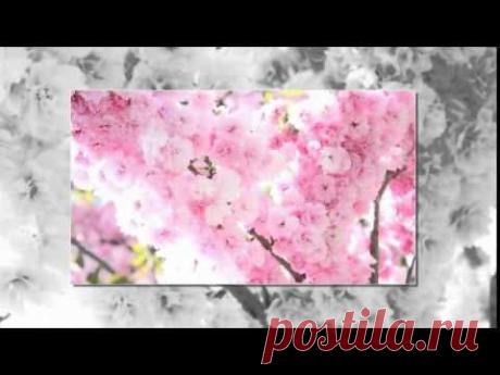 цветущая сакура11
