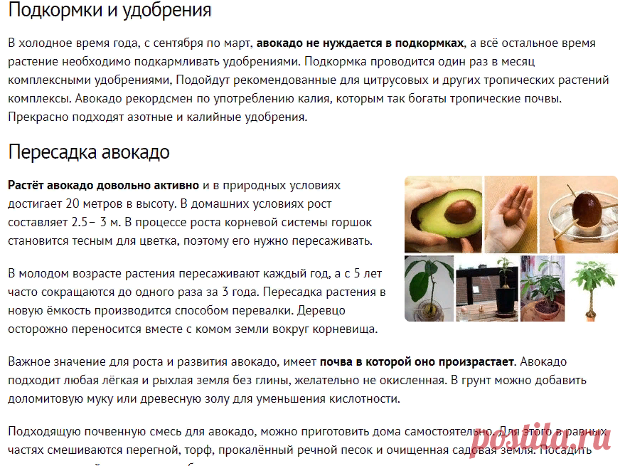 Как вырастить авокадо из косточки в домашних условиях и на участке?