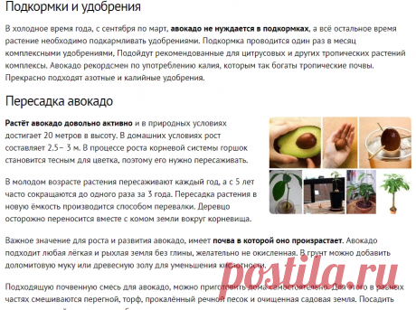 Как вырастить авокадо из косточки в домашних условиях и на участке?