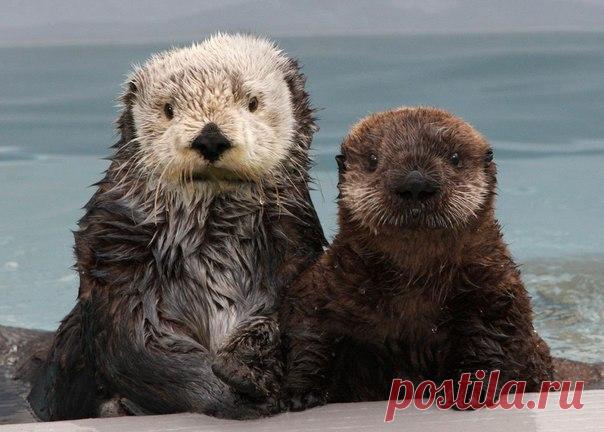 Обаятельная пара :)