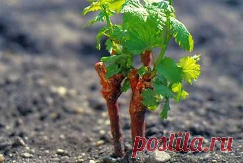 Выращивание винограда из черенков