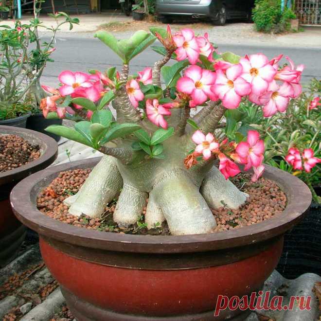 Комнатное растение Адениум (лат. Adenium). Родина рода - Восточная Африка и Аравийский полуостров. В культуре наиболее распространен адениум тучный (Adenium obesum) - одно из самых ядовитых комнатных растений. Ярко-красные цветки распускаются до появления листьев.