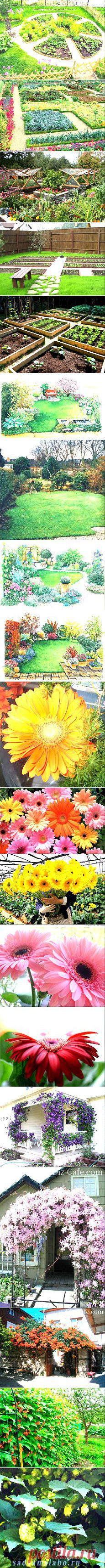 Сад и огород | Постила.ru