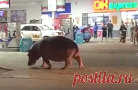 Но ни одно топливо ему не подошло