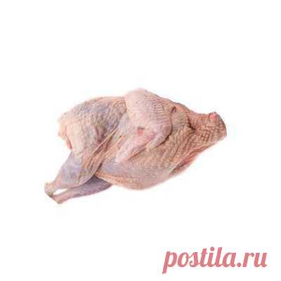 Мясо голубей в кулинарии - особенности приготовления, полезные свойства и сорта