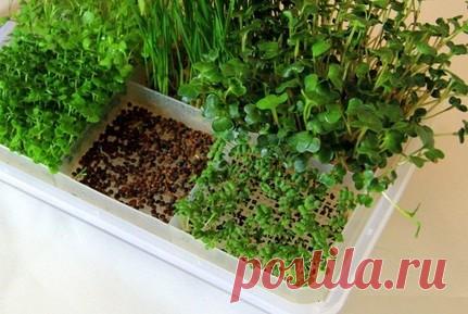 ХИЖИНА ЗДОРОВЬЯ. Ещё раз о микрозелени