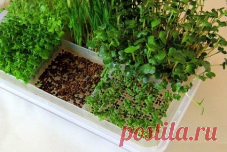 ХИЖИНА ЗДОРОВЬЯ. Ещё раз о микрозелени