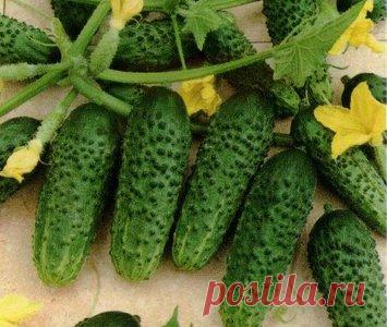 Как вшить резинку в резинку