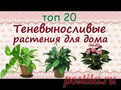 Теневыносливые растения для дома//ТОП 20