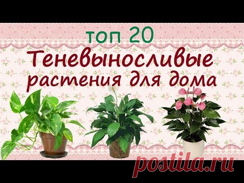 Теневыносливые растения для дома//ТОП 20