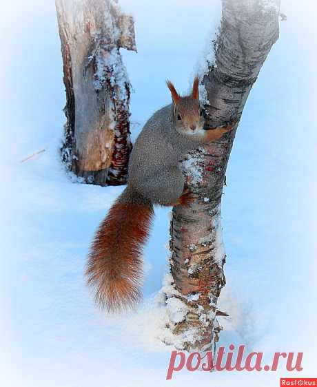 Фото: Две берёзы.... Татьяна Соловьева (Тата). Фото животных - Фотосайт Rasfokus.ru