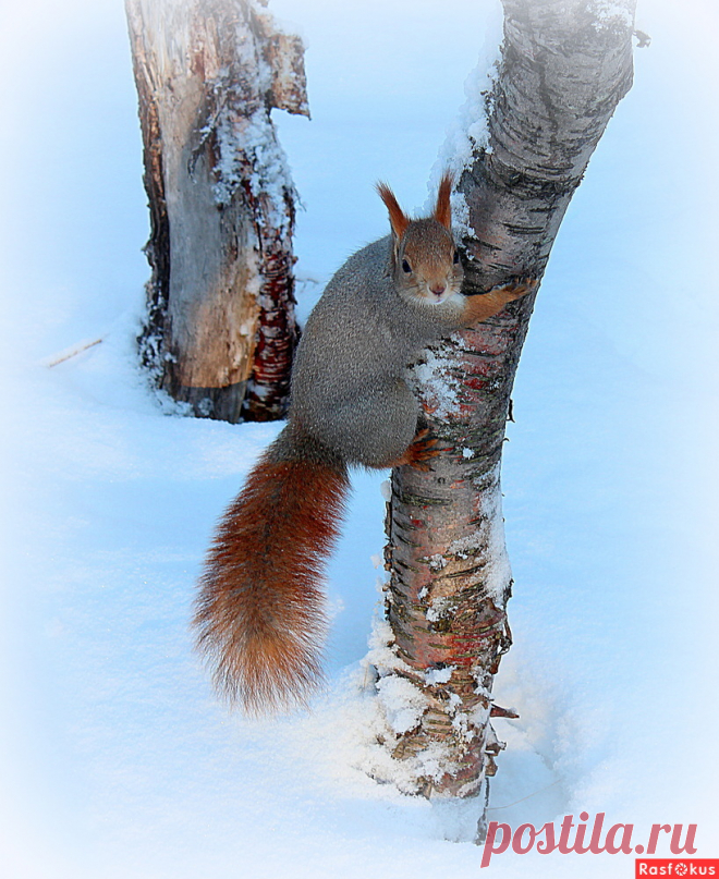 Фото: Две берёзы.... Татьяна Соловьева (Тата). Фото животных - Фотосайт Rasfokus.ru