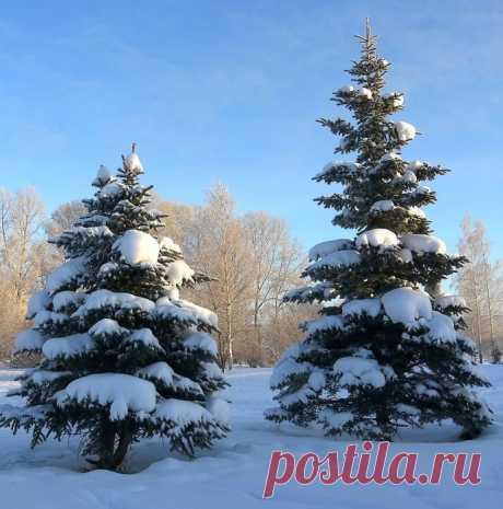 Притча новогодняя. Про счастье