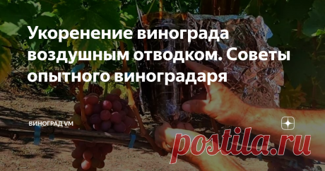 Укоренение винограда воздушным отводком. Советы опытного виноградаря В сегодняшнем выпуске я хочу поделиться опытом укоренения винограда от моего хорошего друга (виноградаря) Овчаренко Анджея.
А именно, я расскажу Вам, как укоренить виноград при помощи воздушного отводка.
Для того чтобы начать работы по укоренению винограда воздушным отводком, нам необходимо взять обычную двухлитровую пластиковую бутылку