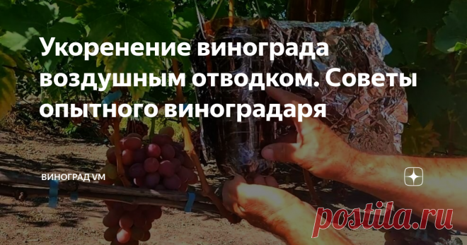 Укоренение винограда воздушным отводком. Советы опытного виноградаря В сегодняшнем выпуске я хочу поделиться опытом укоренения винограда от моего хорошего друга (виноградаря) Овчаренко Анджея.
А именно, я расскажу Вам, как укоренить виноград при помощи воздушного отводка.
Для того чтобы начать работы по укоренению винограда воздушным отводком, нам необходимо взять обычную двухлитровую пластиковую бутылку