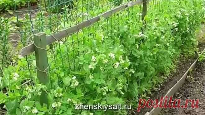 Технология выращивания гороха