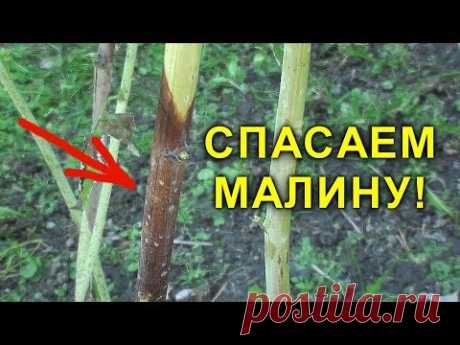 СПАСАЕМ МАЛИНУ! ПУРПУРОВАЯ ПЯТНИСТОСТЬ. ЧЕМ ОБРАБОТАТЬ МАЛИНУ ВЕСНОЙ