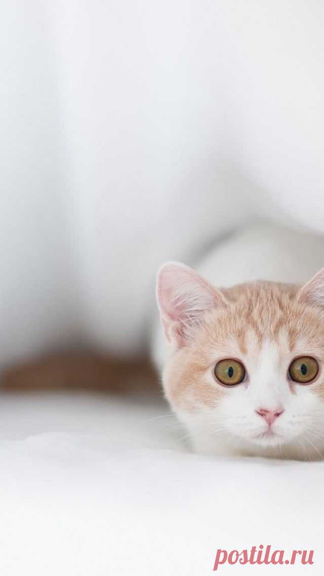 Beautiful Cat gallery | Take a Quick Break