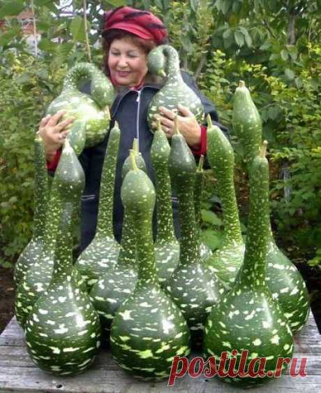 Энциклопедия хозяйки.