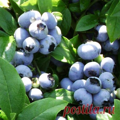 Голубика садовая Джерси - купить саженцы из питомника, цена в Нижнем Новгороде
