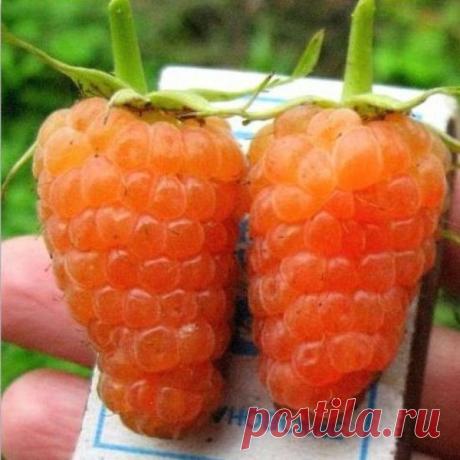 Как ухаживать за ремонтантной малиной | Vusadebke.com | Яндекс Дзен