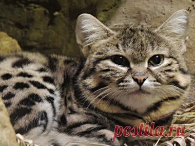 Информация о черноногой кошке - Фото 5