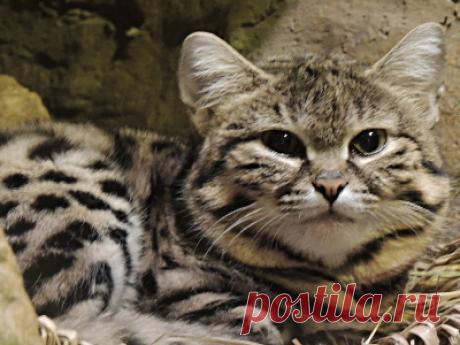 Информация о черноногой кошке - Фото 5