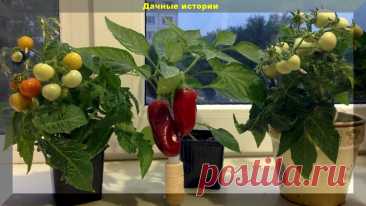 Зимний огород на подоконнике - мифы и реальность: как и какие овощи и зелень можно вырастить зимой в своей квартире