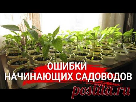 Ошибки начинающих садоводов