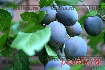 Заготовки из сливы