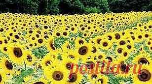 Удивительное средство от камней и гипертонии | Друг пенсионера
Не секрет, что у мно­гих из нас с возрастом начинают появляться одинаковые недомога­ния, головные боли, а с суставами так почти у всех проблемы.