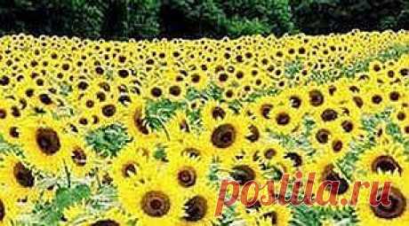 Удивительное средство от камней и гипертонии | Друг пенсионера
Не секрет, что у многих из нас с возрастом начинают появляться одинаковые недомогания, головные боли, а с суставами так почти у всех проблемы.