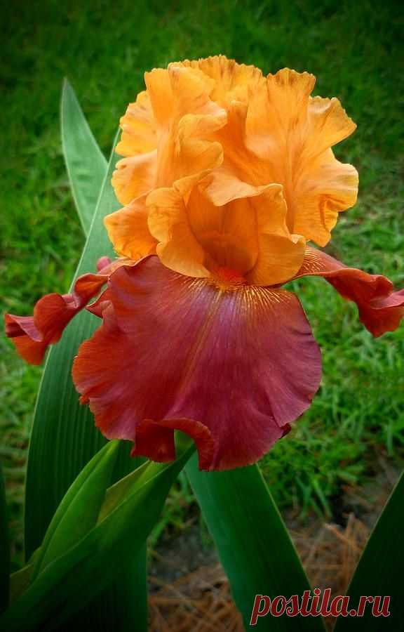 Iris 'Sunset'  |  Найдено на сайте beauty-in-bloom.tumblr.com.