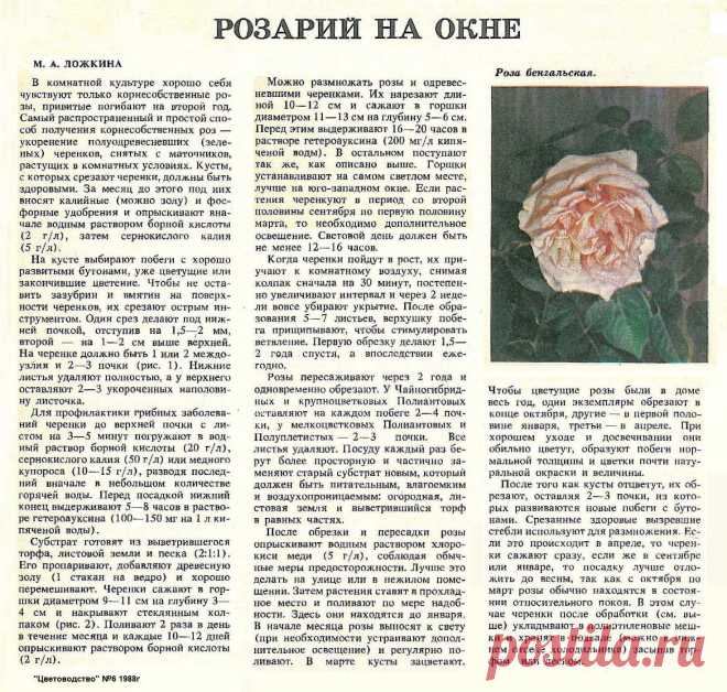 Розарий на окне