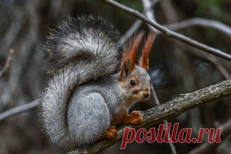 Фото: Задумчивый белкин. Фотолюбитель Павел Петрович Руденко. Фото животных. Фотосайт Расфокус.ру
