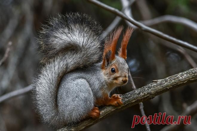 Фото: Задумчивый белкин. Фотолюбитель Павел Петрович Руденко. Фото животных. Фотосайт Расфокус.ру