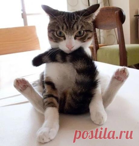 Владельцы пушистиков делятся самыми смешными фотографиями!